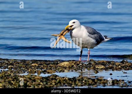 An adult Glaucous-Winged Gull; "Larus hyperboreus", attempting to swallow a large starfish that he has caught on a beach on Vancouver Island British C Stock Photo