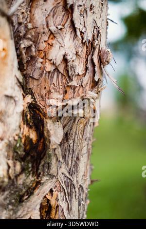 Closeup image of tree trunk skin peeling. Textures and backgrounds. Environmental damage concept. Stock Photo