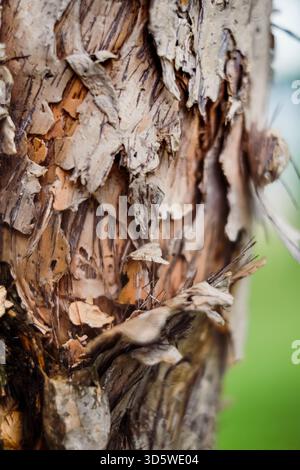 Closeup image of tree trunk skin peeling. Textures and backgrounds. Environmental damage concept. Stock Photo
