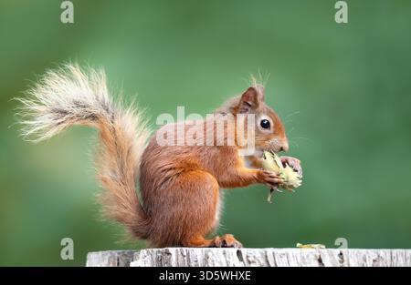 A beautiful wild Eurasian Red Squirrel (Sciurus vulgaris) perched on a wooden post and eating green hazelnuts, UK. Stock Photo