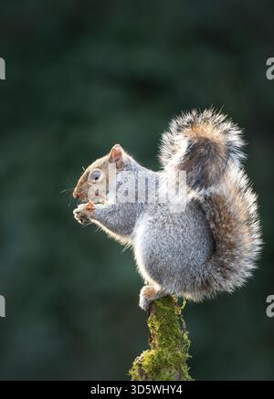Grey squirrel (Sciurus carolinensis) eating a nut while perched on a mossy, tree branch, UK. Stock Photo
