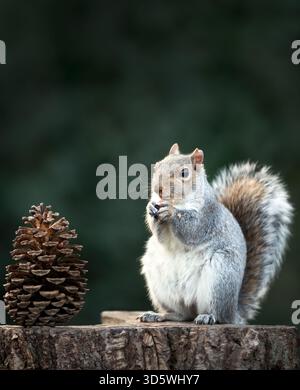 Close-up of a Grey squirrel (Sciurus carolinensis) sitting on a tree stump and eating, with a large pine cone beside it, UK. Stock Photo