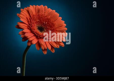 A vibrant orange Gerbera daisy covered in water droplets stands out against a deep blue background. Stock Photo