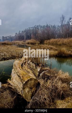 A weathered tree stump lies near a marshy pond surrounded by dry grasses and leafless trees in late autumn. Stock Photo