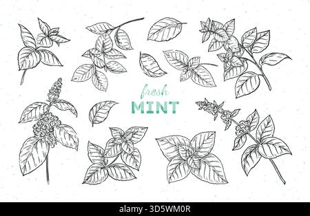 Peppermint plant. Botanical drawing. Hand darwn leaves Stock Vector ...