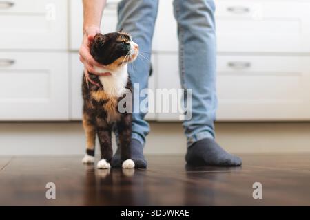 Contented cat greets her pet owner upon his arrival home. Man stroking his cute mottled cat. Stock Photo