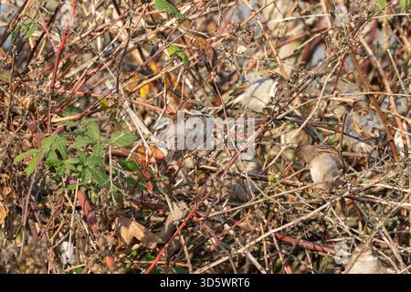 A male house sparrow with distinctive markings sits among other sparrows in the bramble thicket. The birds seek shelter in the dense branches. Stock Photo