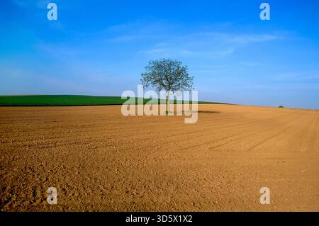 A single tree stands in the middle of a brown, plowed field on a sunny day. Puy de Dome department, Auvergne Rhone Alpes, France Stock Photo