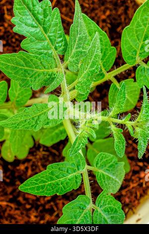 Young tomato seedling photographed from above, showing many vibrant green fuzzy leaves in sharp focus, with blurred coconut substrate soil background. Stock Photo