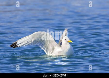 Black-legged kittiwake (Rissa tridactyla) adult in breeding plumage bathing in sea water in summer Stock Photo