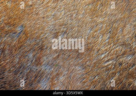 Red deer (Cervus elaphus) close-up of hairs in reddish-brown coloured fur / coat in autumn / fall Stock Photo