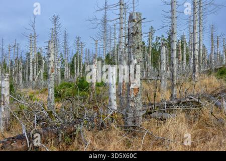 Dead spruce trees in forest in the Harz Mountains in autumn, damage caused by bark beetle infestation, Harz National Park, Saxony-Anhalt, Germany Stock Photo