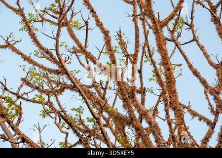 tree with lichens on the bark and branches, Flores Island, Indonesia Stock Photo