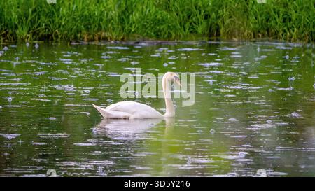 A mute swan gliding across a green pond during rainfall, with ripples and falling raindrops visible on the water surface. Stock Photo