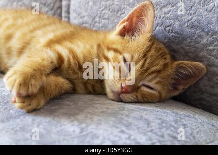 Close-up of a small cute ginger kitten sleeping on the sofa. Pets, care Stock Photo