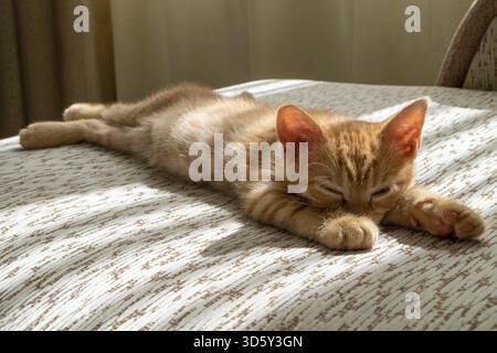 A small beautiful red tabby kitten falls asleep on the couch and squints at the camera. Front view, selective focus Stock Photo