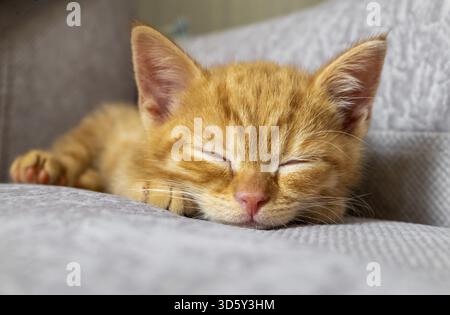 The little ginger kitten is tired and sleeps on the couch. Pets, pet care concept. Selective focus Stock Photo