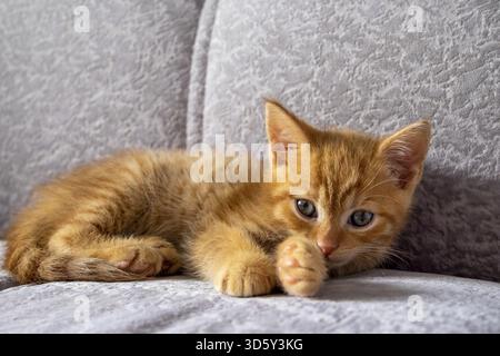 A small ginger kitten lies on the couch and looks at the camera. He is tired of playing and is resting. Domestic pet concept. Selective focus Stock Photo