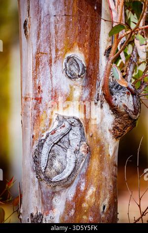 A tight shot on a tree trunk featuring a large, complex knot formation with raised, grey-white ridges surrounding its central depression. The surround Stock Photo