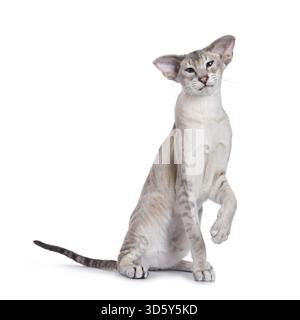 Elegant young adult Siamese cat, sitting up facing front with one paw playful in air. Looking towards camera. Isolated on a white background, Netherla Stock Photo