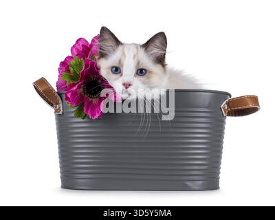 Cute Ragdoll cat kitten sitting in grey tub with fake pink flowers. Head resting on edge and looking curious towards camera with breed typical blue ey Stock Photo