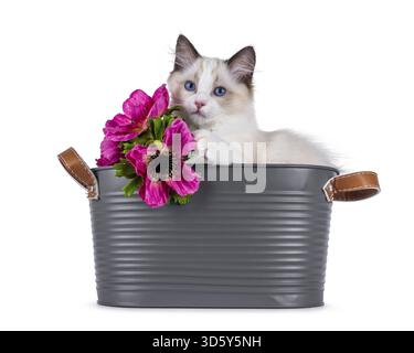 Cute Ragdoll cat kitten sitting in grey tub playing with fake pink flowers. Looking curious towards camera with breed typical blue eyes. Isolated on a Stock Photo