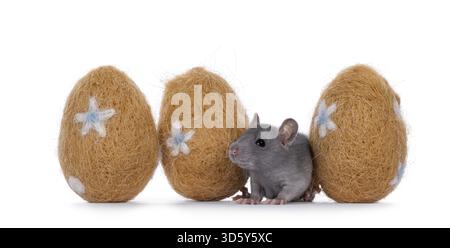 Adorable gray rat hiding between three felted easter eggs. Isolated on a white background, Netherlands Stock Photo