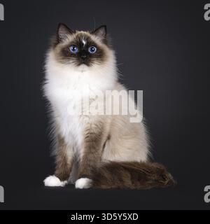Beautiful young adult seal Ragdoll cat, sitting up straight diagonal. Looking to camera with mesmerizing blue eyes. Isolated on a black background, Ne Stock Photo