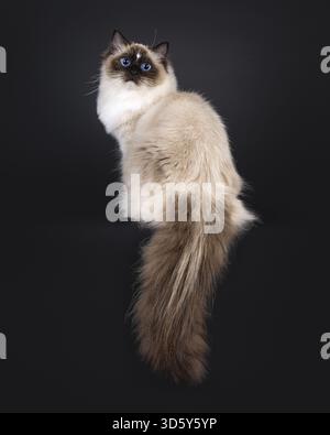 Beautiful young adult seal Ragdoll cat, sitting up backwards on edge Looking over shoulder to camera with mesmerizing blue eyes. Isolated on a black b Stock Photo
