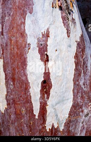 A high-contrast vertical composition focusing on the dramatic peeling effect of a tree's bark, with bold, vertical strips of bright white revealing th Stock Photo