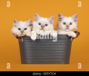 Three cute ragdoll kittens sitting in and peeking over edge of a a gray metal basket. Looking straight to camera. isolated on a vibrant yellow orange Stock Photo
