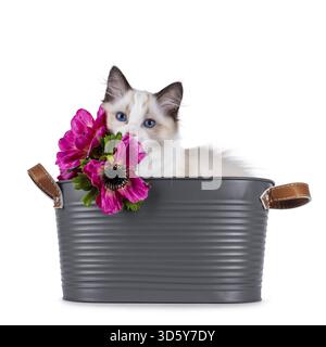 Cute Ragdoll cat kitten sitting in grey tub hiding behind fake pink flowers. Looking curious towards camera with breed typical blue eyes. Isolated on Stock Photo