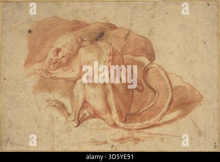 Early Italian Explorers Ratto A Partially Skinned Rat, Italian late 16th or early 17th century ...