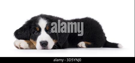 Adorable Bernese Mountain dog puppy, laying down side ways. Looking curious to camera with head down on paws. Isolated on a white background, Netherla Stock Photo