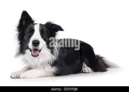 Adorable typical black and white young adult Border Collie dog, laying down side ways. Looking straight to camera with mouth open. Isolated on white b Stock Photo