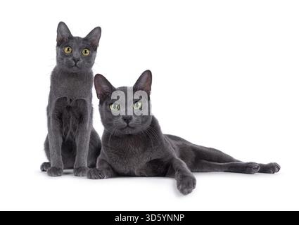 Kitten and adult Korat cat sitting and laying down beside each other. Both looking to the camera. Isolated on a white background, Netherlands Stock Photo