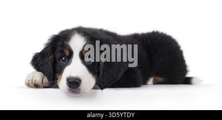 Adorable Bernese Mountain dog puppy, laying down side ways with head down. Looking curious beside camera. Isolated on a white background, Netherlands Stock Photo