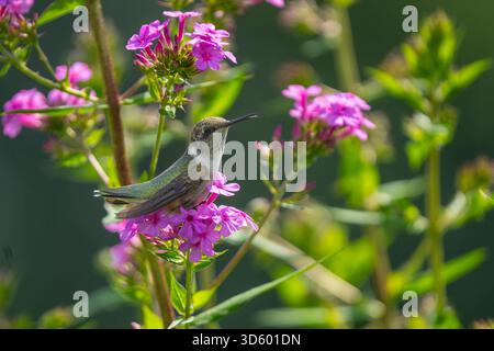 A ruby-throated hummingbird (Archilochus colubris) sits on a pink flower in a garden. Its bright colors and tiny feathers show clearly in the soft, na Stock Photo