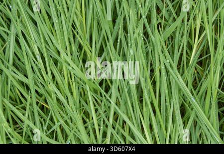 A dense full frame background texture of vibrant green grass blades covered in tiny sparkling water droplets from morning dew or rain Stock Photo
