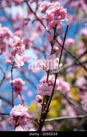 Pink Blossoms in Bright Spring Light. Vivid pink blooms captured against a blue spring sky. Stock Photo