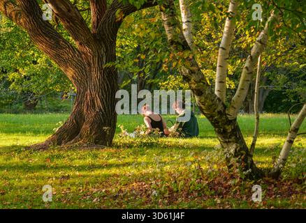 Couple reading beneath a gnarly tree and white birch trunks in warm golden evening light at Arnold Arboretum in Boston, Massachusetts, USA, in autumn. Stock Photo