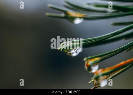 Water Droplets on Green Pine Needles, Clear Reflections, Macro Close-Up, Dew Drops, Natural Detail, Shallow Depth of Field, Fresh Morning Stock Photo