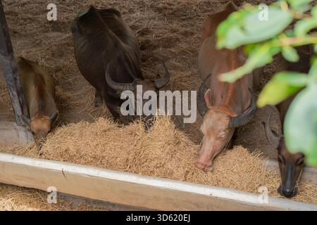 High angle shot of Thai buffalos eats hay in cattle pen with friends, livestock and countryside in Thailand. Selective focus. Stock Photo