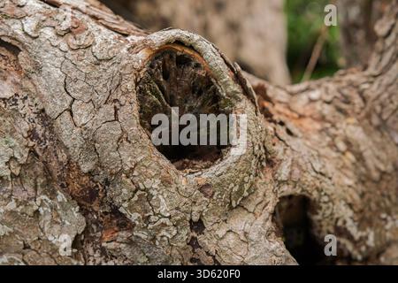 Rough textured knot on tree trunk with holes. Old wood bark texture. Natural tree trunk cracked surface. Tree bark background. Close-up. Stock Photo