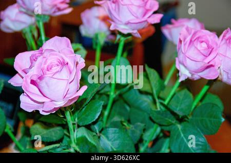 A bouquet of pink roses is displayed on a table. The roses are arranged in a way that they are all facing the same direction, creating a sense of unit Stock Photo