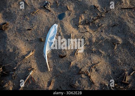 white feather on a sandy beach Stock Photo