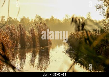 Golden light and mist illuminate dry reeds reflected in the still water of a river on a calm autumn morning. Stock Photo