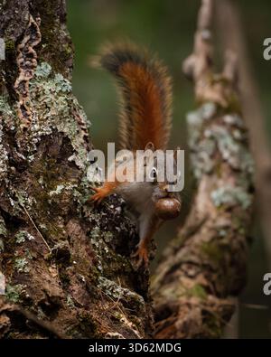 View of a squirrel with a bushy tail perched on a lichen-covered tree branch, holding a nut in its mouth. White Mountains, New Hampshire, USA. Stock Photo