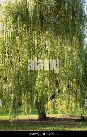 Golden Weeping willow (Salix x sepulcralis) Oxford England UK. November 2025 Stock Photo