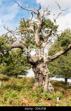Ancient and gnarled Sessile oak tree clinging to life, Bradgate Park Leicestershire England UK. September 2025 Stock Photo